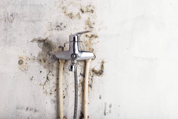 Best Certified Mold Removal  in Belleair Bluffs, FL