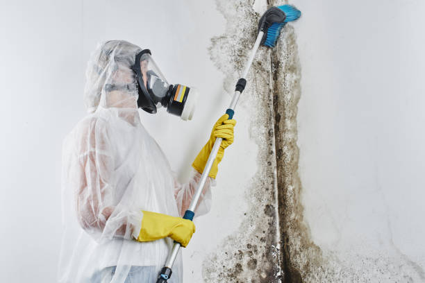 Best Mold Damage Repair  in Belleair Bluffs, FL