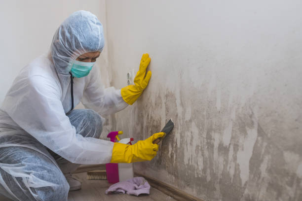 Belleair Bluffs, FL Mold Removal Company
