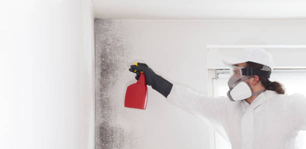 Best Mold Removal Specialists  in Belleair Bluffs, FL