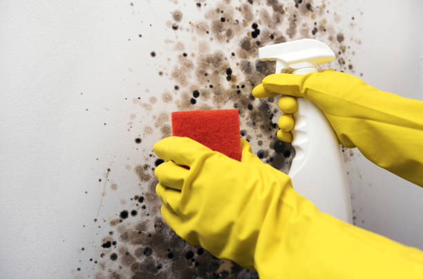 Best Black Mold Removal  in Belleair Bluffs, FL