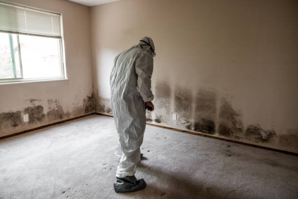 Office Mold Removal Services in Belleair Bluffs, FL