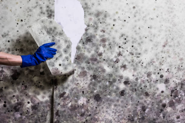 Best Residential Mold Removal  in Belleair Bluffs, FL
