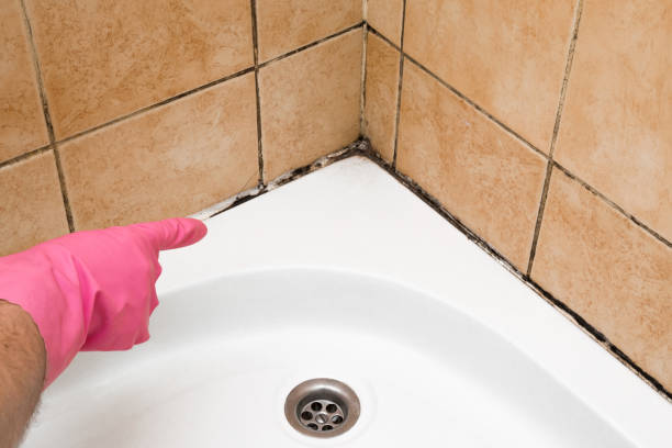 Mold Testing and Removal in Belleair Bluffs, FL